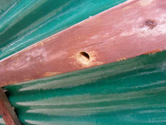 Carpenter bee hole