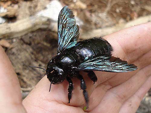 Male Carpenter bee