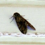 Mothra Attacks the Meyer Casa
