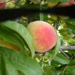 Oh Peaches (pictures)