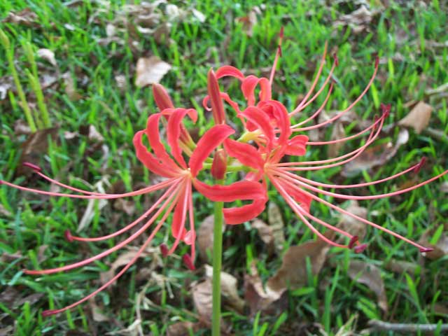 Spider Lily 