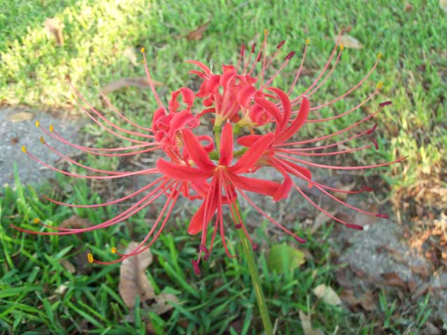Spider lily bloom