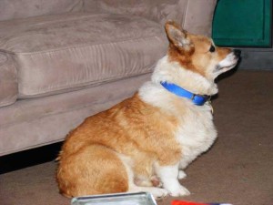 Shorty the Corgi