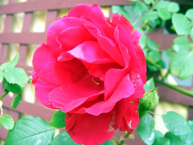 A single rose