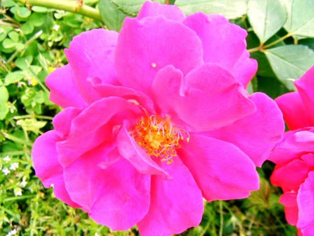 Close up of rose