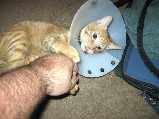 Cone of shame....