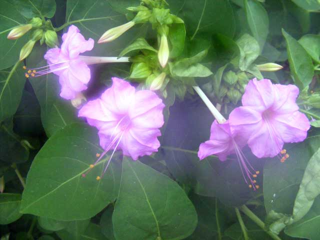Nuclear blooms!