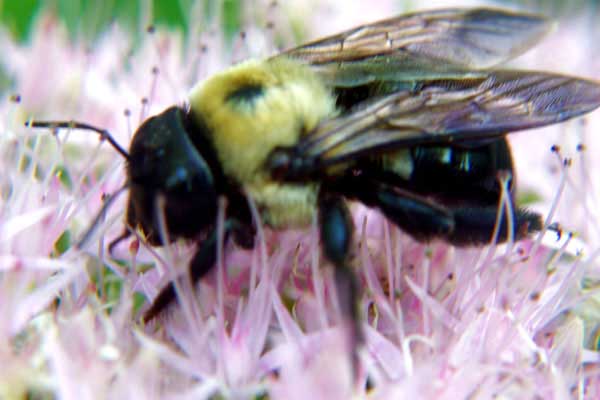 Carpenter Bee