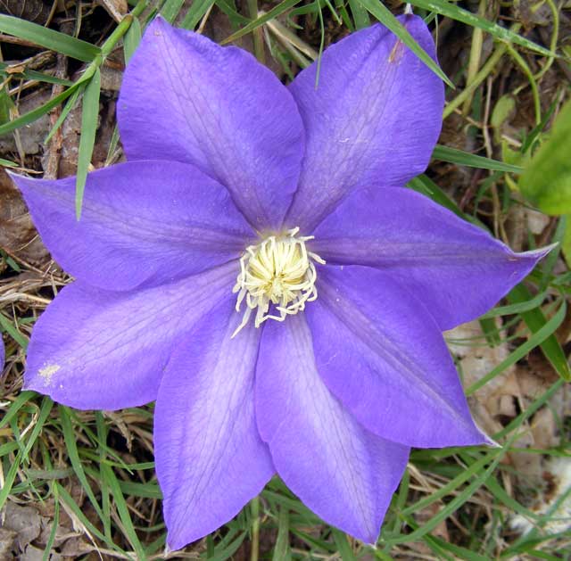 Random bloom