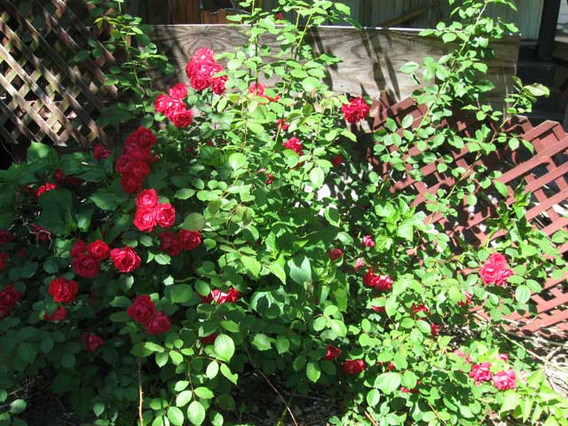 A rose by any other name...