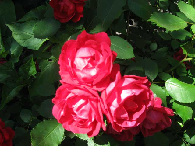 is still a rose.