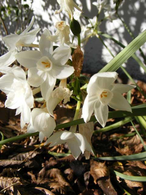 Surprise Blooms