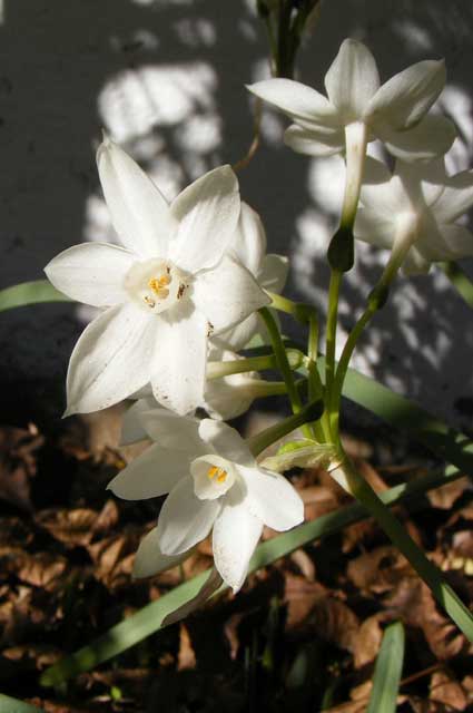 Surprise Blooms