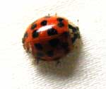Ladybug