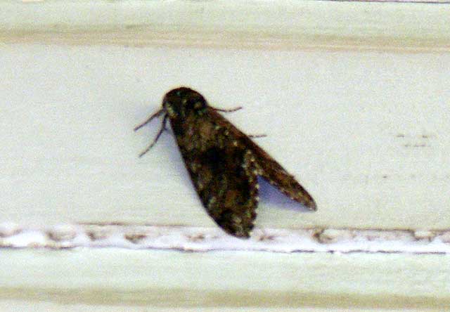 Mothra!