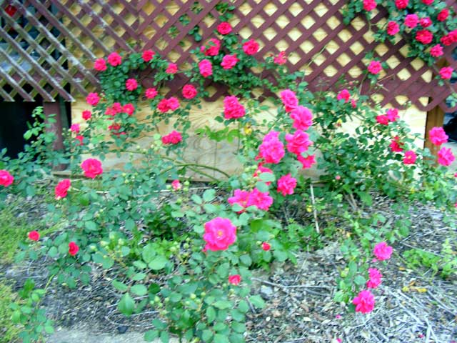 Exploding rose bush!