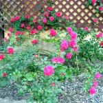 Exploding rose bush…