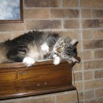 Pierre…the Polydactyl, Maine Coon, Hemingway cat…