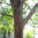 And the Lord mightily smote...our pecan tree